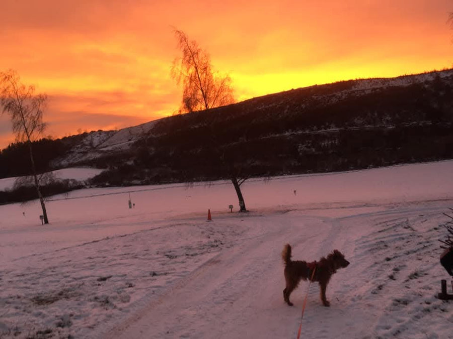 All the Joys of Winter