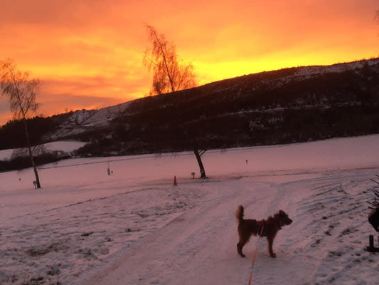 All the Joys of Winter