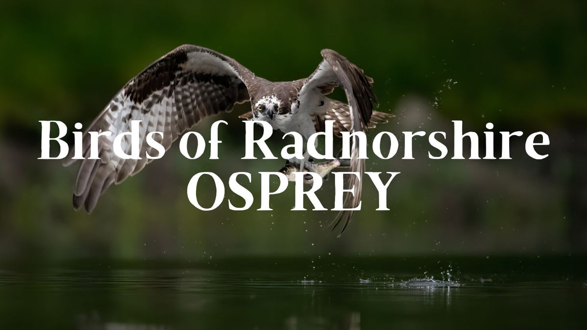 Birds of Radnorshire: The Osprey
