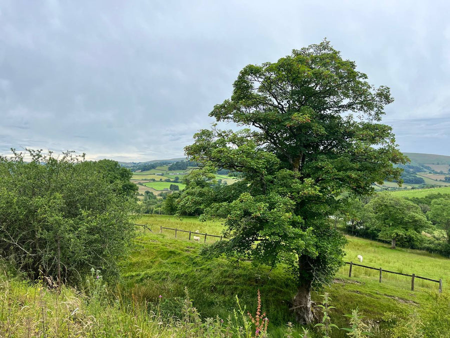 A little house in the farmyard